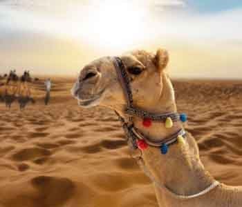 camel-safari-min